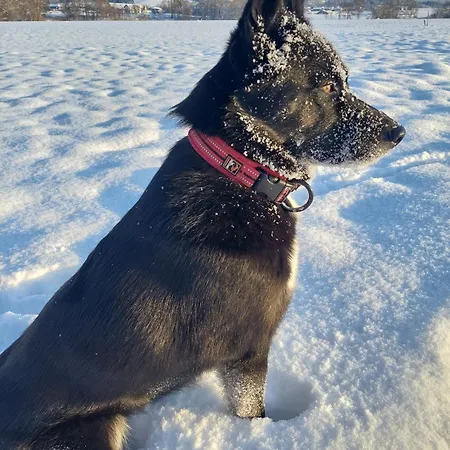 Ferienparadies Haus Monica Dom wakacyjny Weikertsham